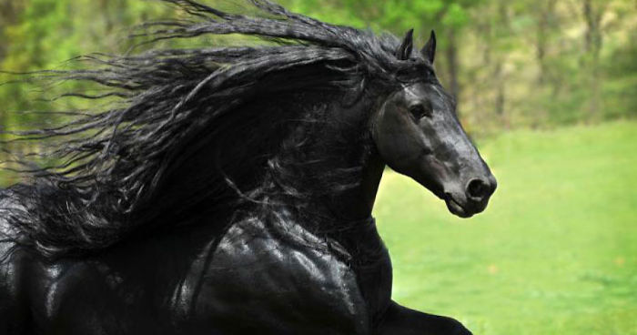 Meet Frederik The Great, Considered By Many The Most Handsome Horse In The World (30 Pics)