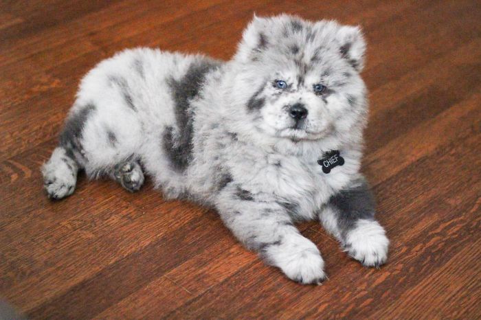 Meet This Tiny Oreo Cloud Who Will Eventually Become A Giant 85-Pound Floof (12 Pics) Meet This Tiny Oreo Cloud Who Will Eventually Become A Giant 85-Pound Floof (12 Pics)