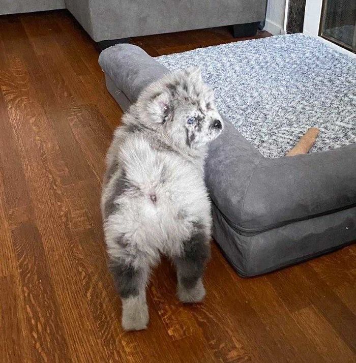Meet This Tiny Oreo Cloud Who Will Eventually Become A Giant 85-Pound Floof (12 Pics) Meet This Tiny Oreo Cloud Who Will Eventually Become A Giant 85-Pound Floof (12 Pics)