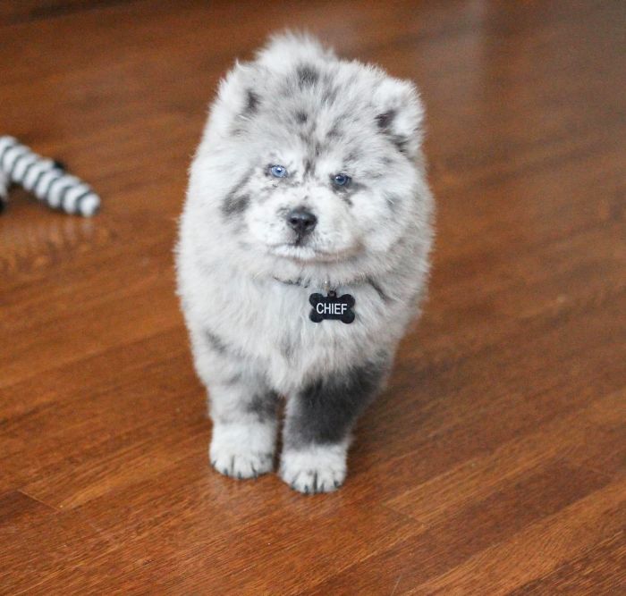 Meet This Tiny Oreo Cloud Who Will Eventually Become A Giant 85-Pound Floof (12 Pics)