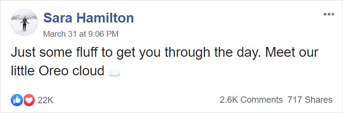 Meet This Tiny Oreo Cloud Who Will Eventually Become A Giant 85-Pound Floof (12 Pics)