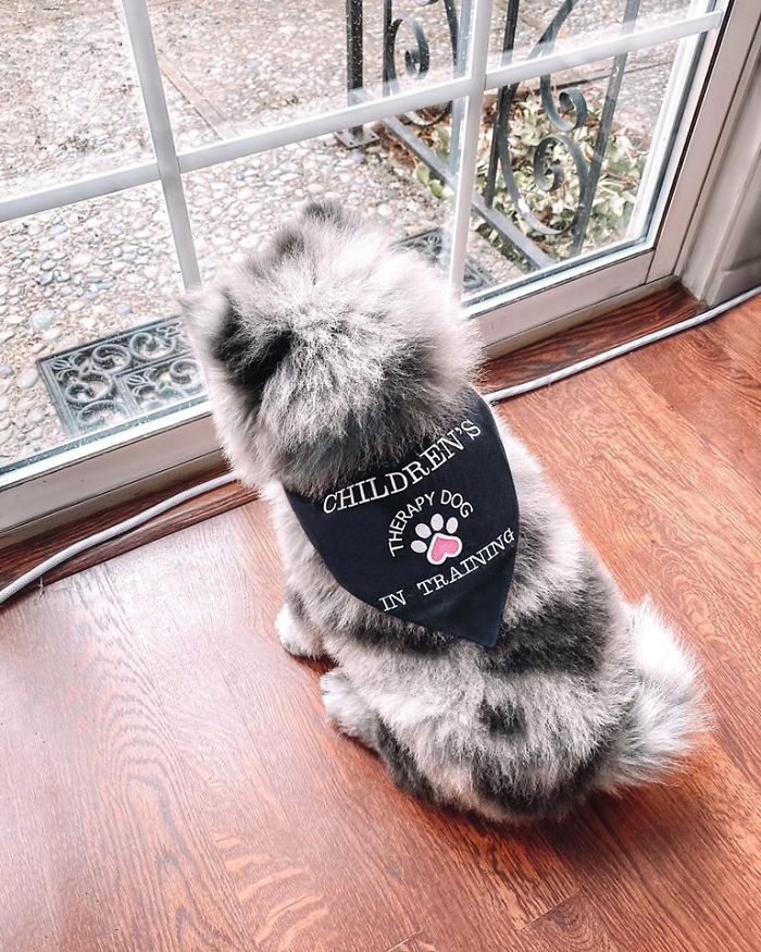 Meet This Tiny Oreo Cloud Who Will Eventually Become A Giant 85-Pound Floof (12 Pics)