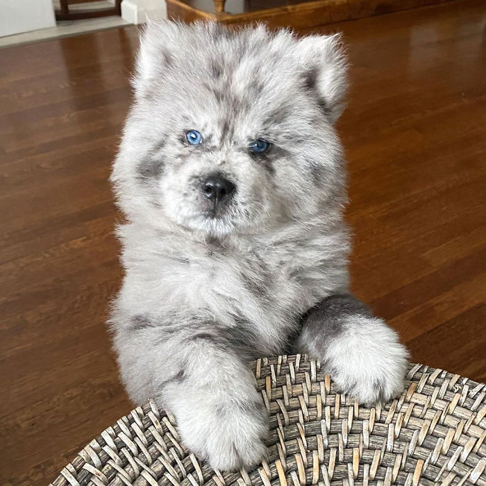 Meet This Tiny Oreo Cloud Who Will Eventually Become A Giant 85-Pound Floof (12 Pics)