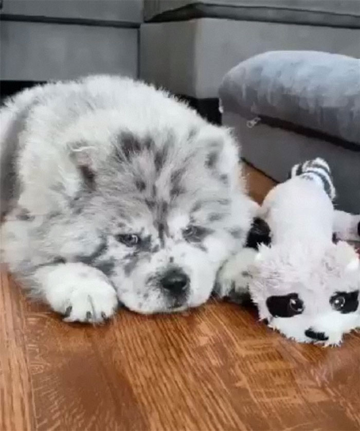 Meet This Tiny Oreo Cloud Who Will Eventually Become A Giant 85-Pound Floof (12 Pics) Meet This Tiny Oreo Cloud Who Will Eventually Become A Giant 85-Pound Floof (12 Pics)