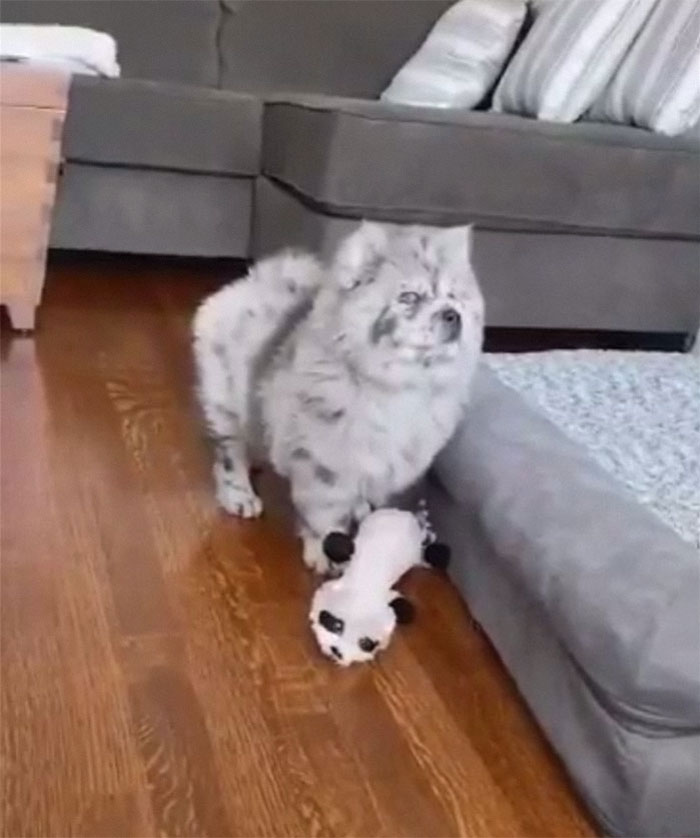 Meet This Tiny Oreo Cloud Who Will Eventually Become A Giant 85-Pound Floof (12 Pics)