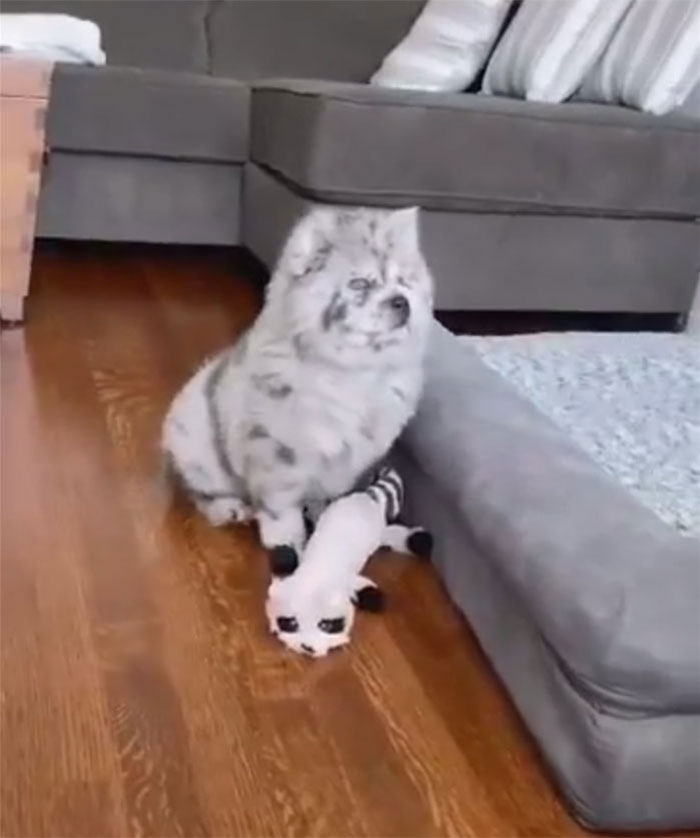 Meet This Tiny Oreo Cloud Who Will Eventually Become A Giant 85-Pound Floof (12 Pics) Meet This Tiny Oreo Cloud Who Will Eventually Become A Giant 85-Pound Floof (12 Pics)