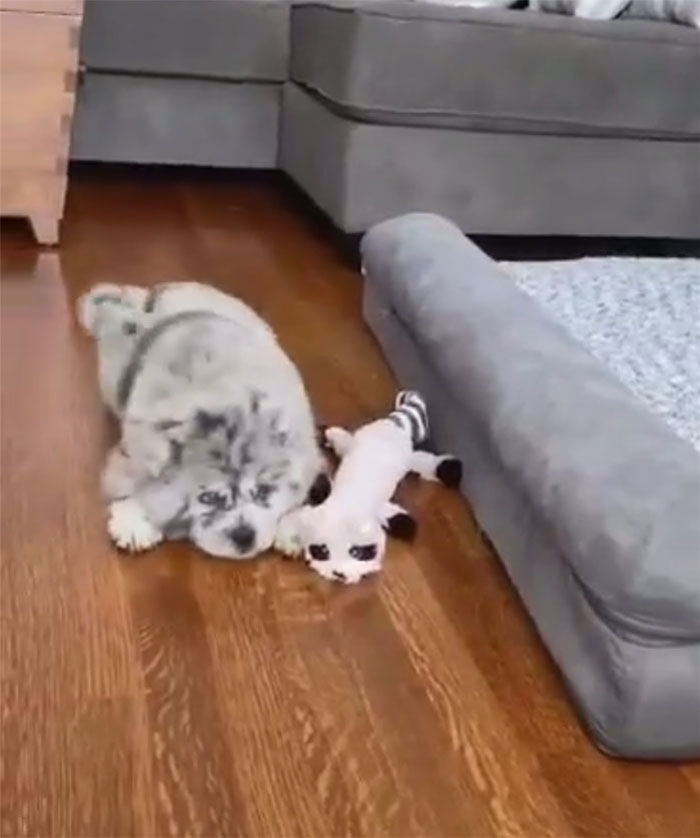 Meet This Tiny Oreo Cloud Who Will Eventually Become A Giant 85-Pound Floof (12 Pics)
