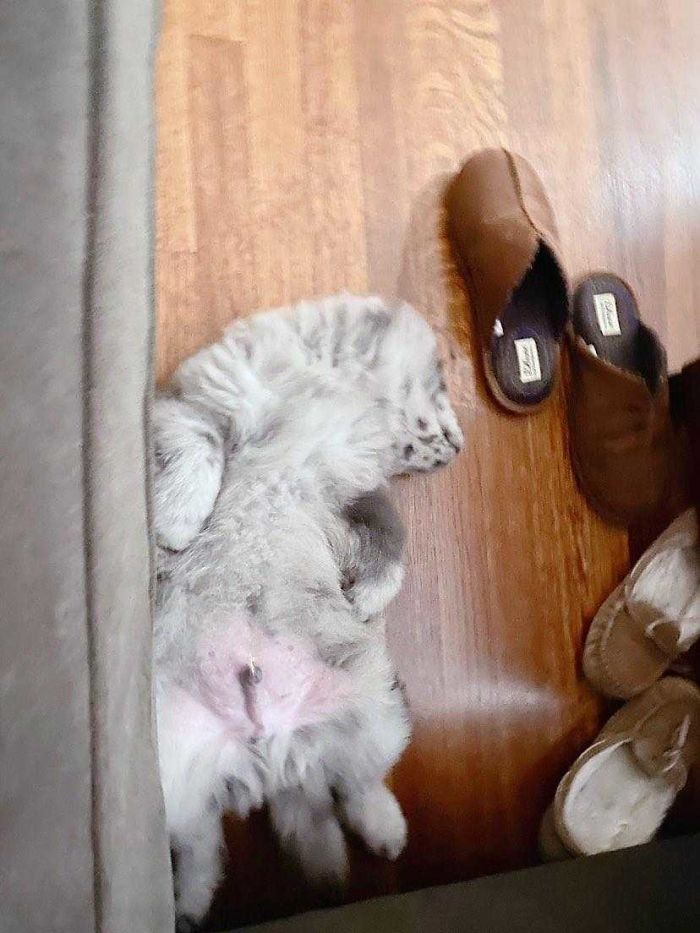Meet This Tiny Oreo Cloud Who Will Eventually Become A Giant 85-Pound Floof (12 Pics) Meet This Tiny Oreo Cloud Who Will Eventually Become A Giant 85-Pound Floof (12 Pics)