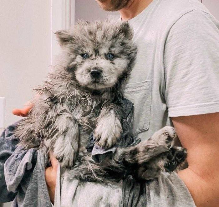 Meet This Tiny Oreo Cloud Who Will Eventually Become A Giant 85-Pound Floof (12 Pics) Meet This Tiny Oreo Cloud Who Will Eventually Become A Giant 85-Pound Floof (12 Pics)