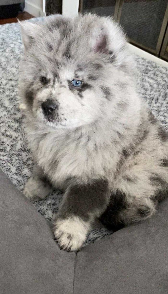 Meet This Tiny Oreo Cloud Who Will Eventually Become A Giant 85-Pound Floof (12 Pics)