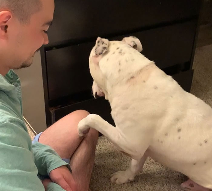 Timid Pup Comes Up With A Super Cute Way To Ask His Foster Parents For More Scratchies And Love