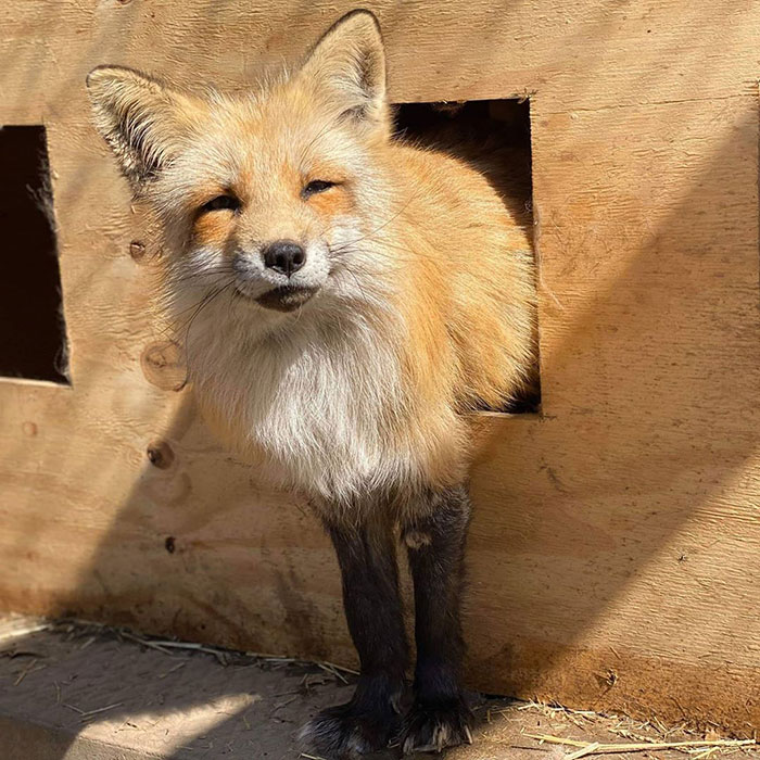 This Sneaky Fox Steals A Woman's Phone, Runs Away While It's Still Recording, Tries To Bury It This Sneaky Fox Steals A Woman's Phone, Runs Away While It's Still Recording, Tries To Bury It