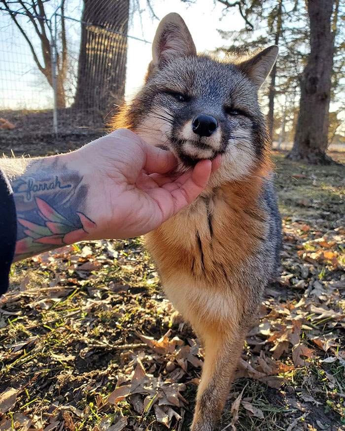 This Sneaky Fox Steals A Woman's Phone, Runs Away While It's Still Recording, Tries To Bury It This Sneaky Fox Steals A Woman's Phone, Runs Away While It's Still Recording, Tries To Bury It