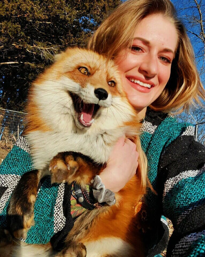 This Sneaky Fox Steals A Woman's Phone, Runs Away While It's Still Recording, Tries To Bury It This Sneaky Fox Steals A Woman's Phone, Runs Away While It's Still Recording, Tries To Bury It