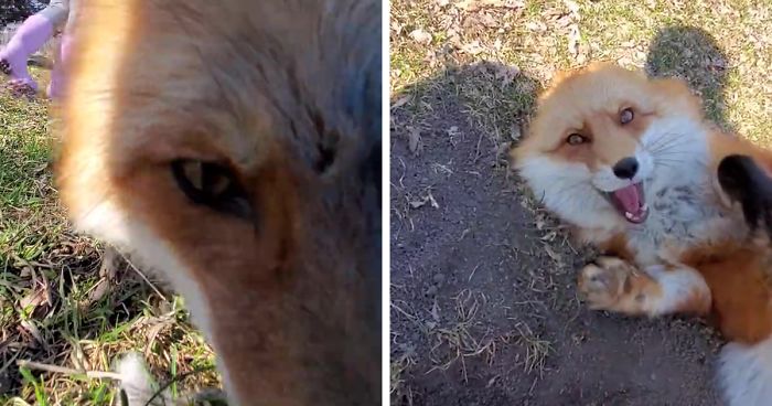 This Sneaky Fox Steals A Woman’s Phone, Runs Away While It’s Still Recording, Tries To Bury It