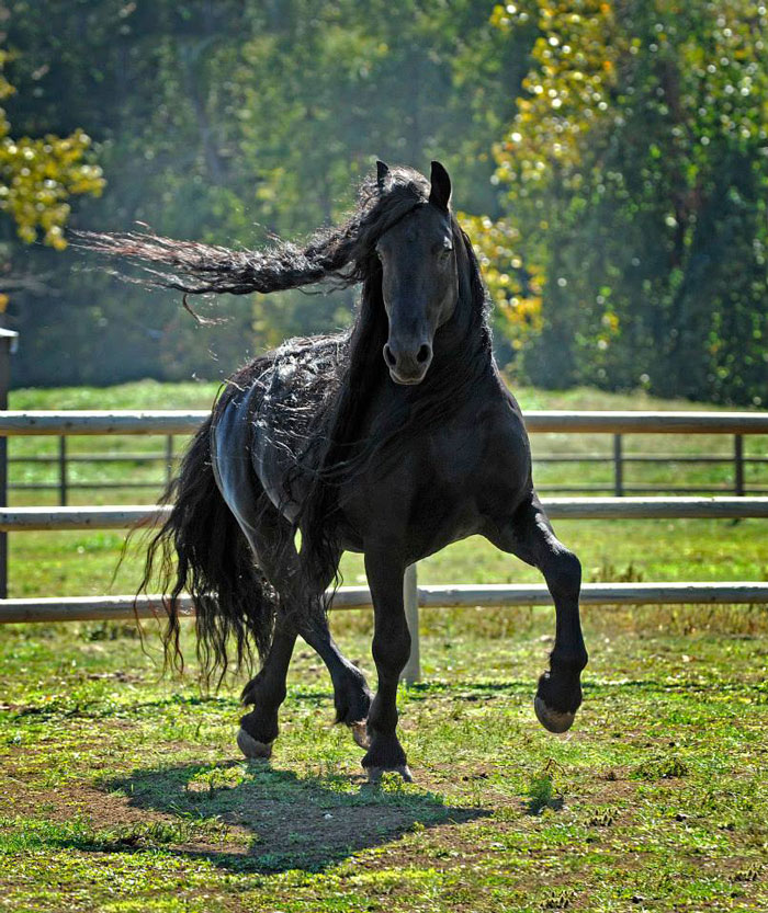 Frederik-The-Great-Friesian-Horse-Stallion