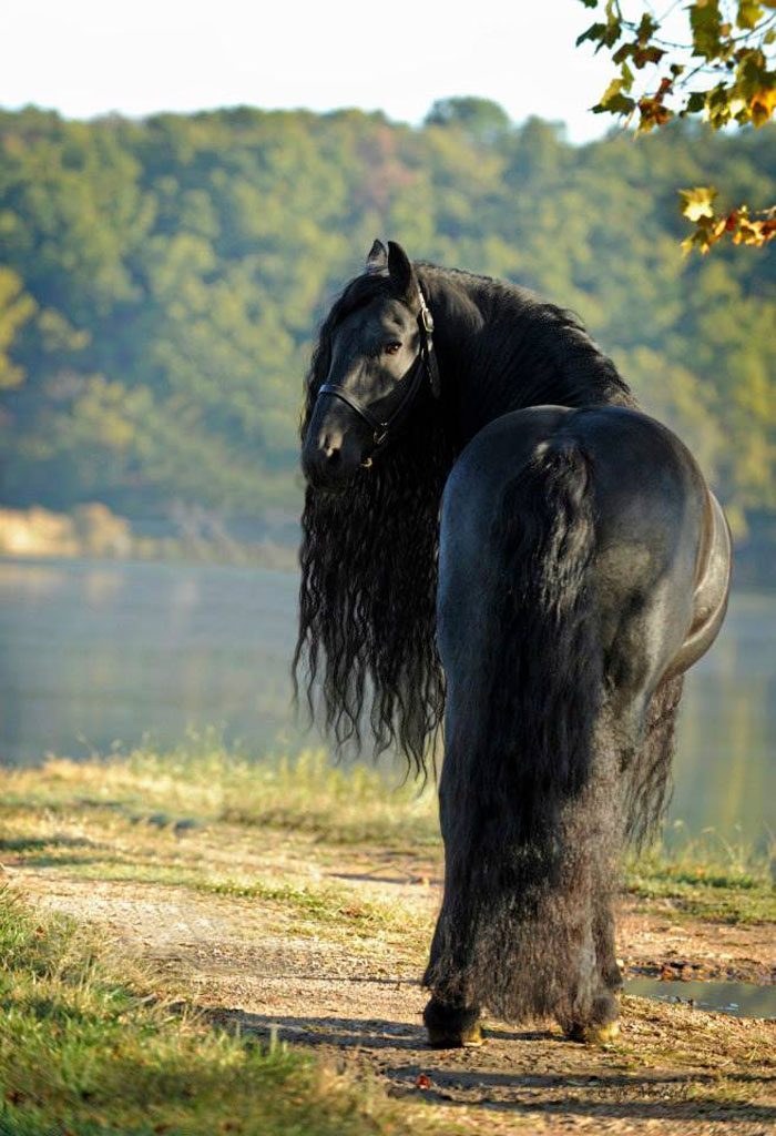 Frederik-The-Great-Friesian-Horse-Stallion