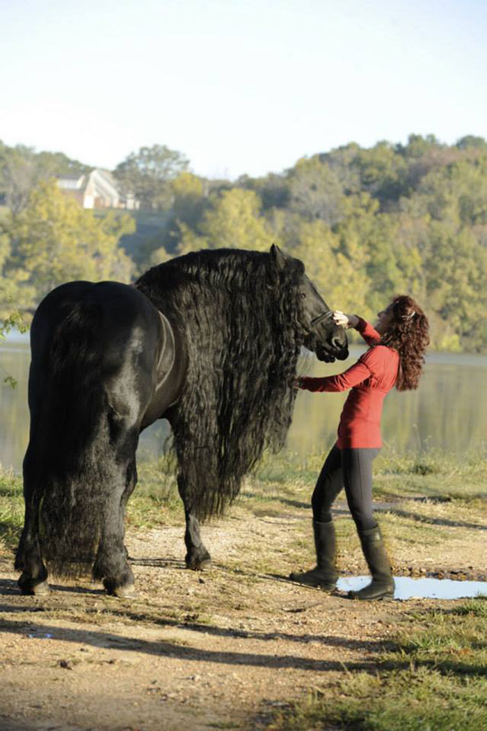 Frederik-The-Great-Friesian-Horse-Stallion