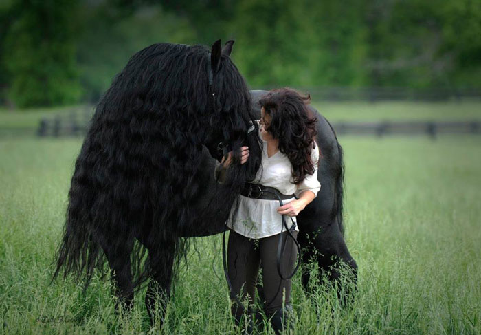 Frederik-The-Great-Friesian-Horse-Stallion