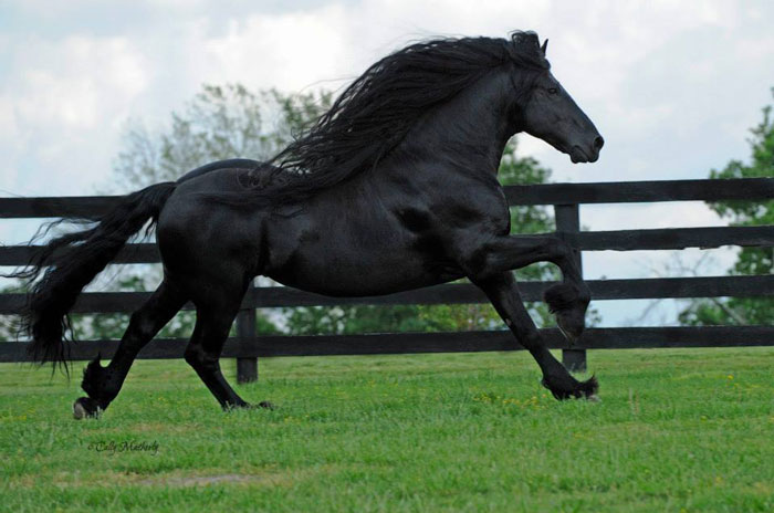 Frederik-The-Great-Friesian-Horse-Stallion