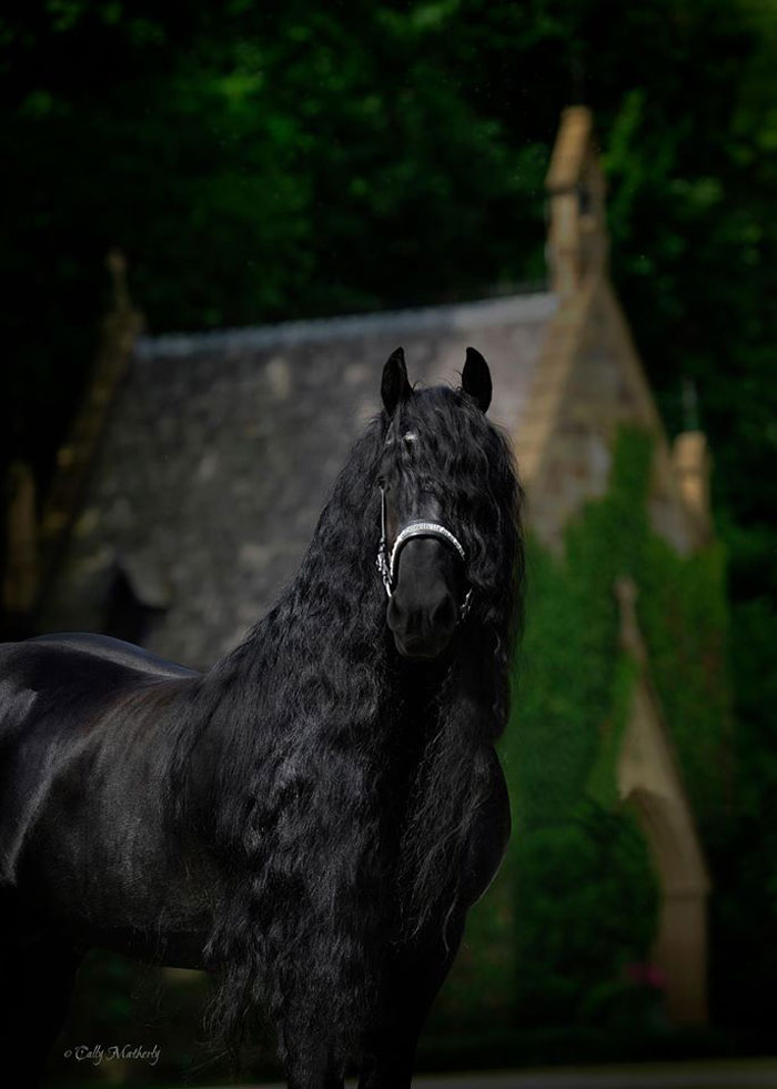 Frederik-The-Great-Friesian-Horse-Stallion