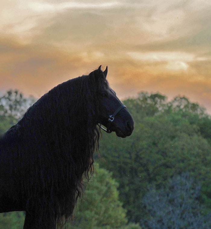 Frederik-The-Great-Friesian-Horse-Stallion
