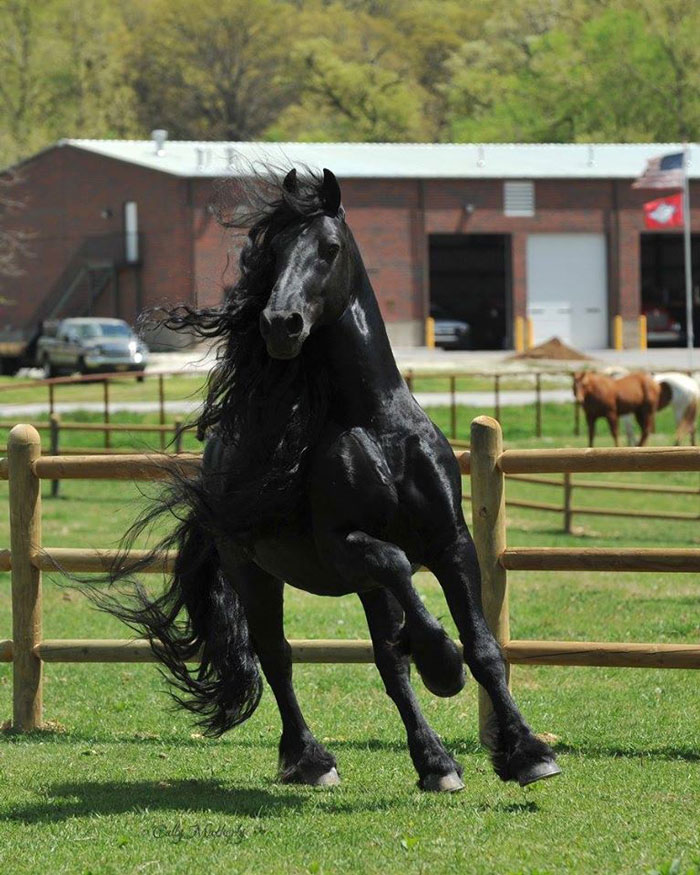 Frederik-The-Great-Friesian-Horse-Stallion