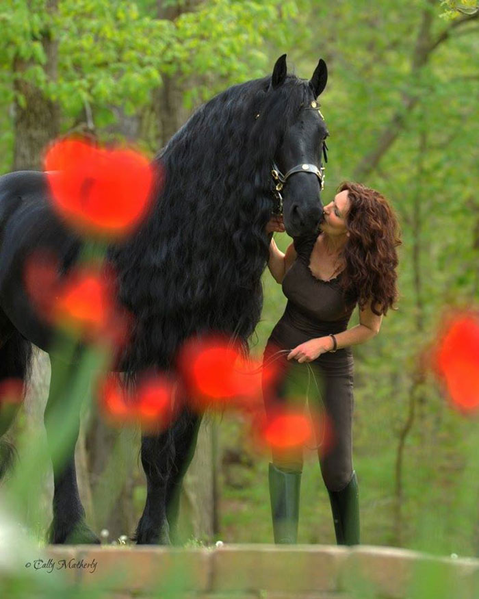 Frederik-The-Great-Friesian-Horse-Stallion