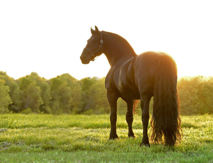 Frederik-The-Great-Friesian-Horse-Stallion