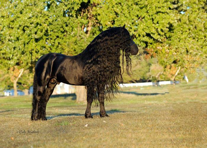 Frederik-The-Great-Friesian-Horse-Stallion