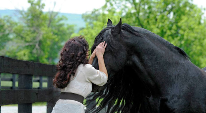 Frederik-The-Great-Friesian-Horse-Stallion