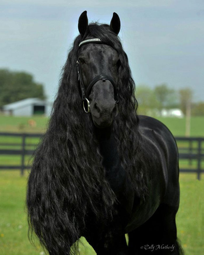 Frederik-The-Great-Friesian-Horse-Stallion
