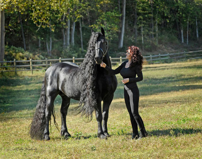 Frederik-The-Great-Friesian-Horse-Stallion