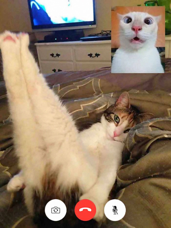 People Share Funny Pics From "Cat-Video Calls" That Look Naughty People Share Funny Pics From "Cat-Video Calls" That Look Naughty