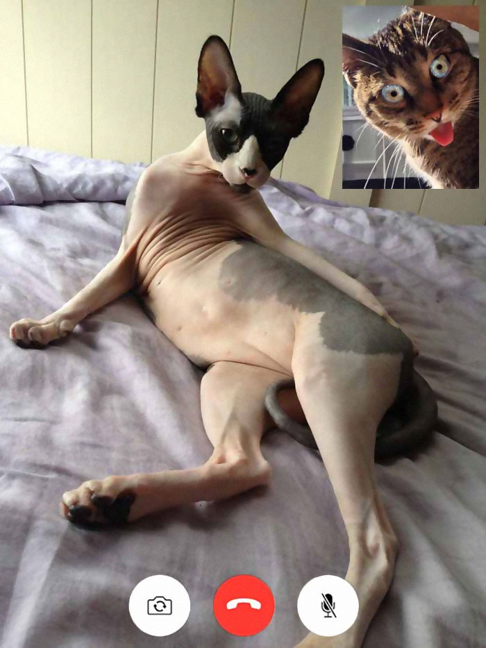 People Share Funny Pics From "Cat-Video Calls" That Look Naughty