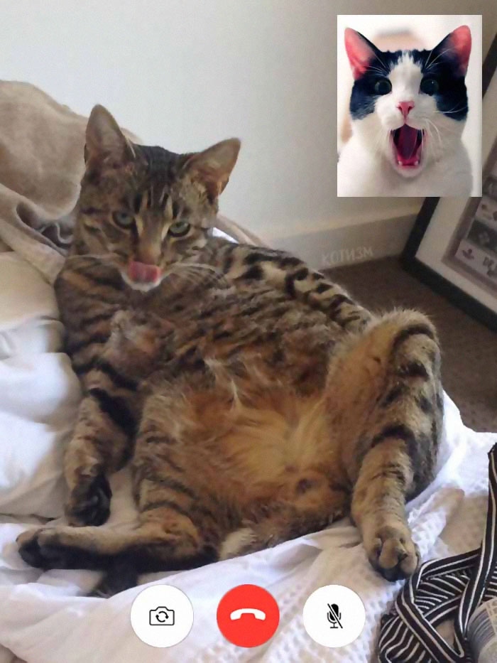 People Share Funny Pics From "Cat-Video Calls" That Look Naughty