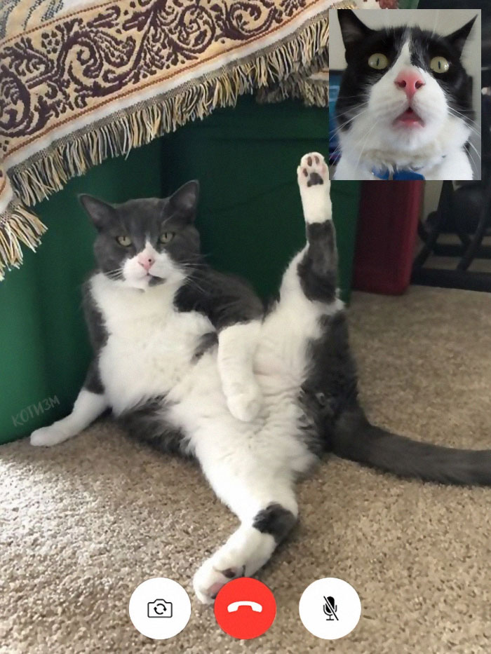 People Share Funny Pics From "Cat-Video Calls" That Look Naughty