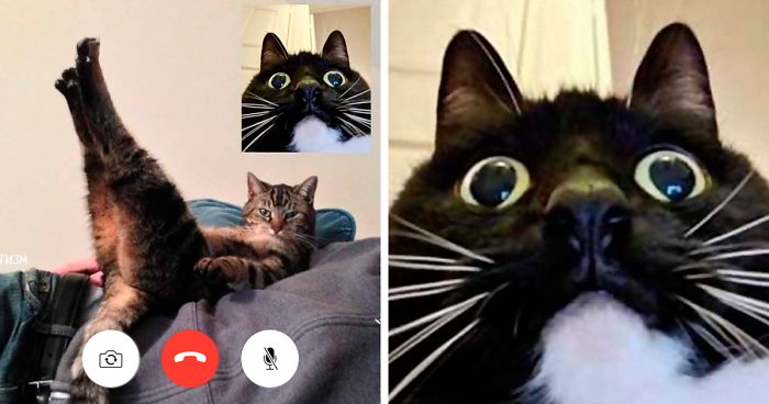 People Share Funny Pics From “Cat-Video Calls” That Look Naughty