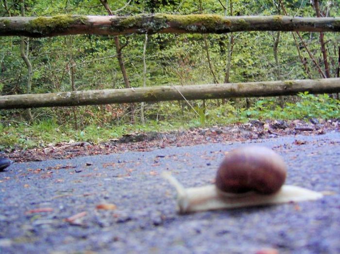 When Your Subject Is Moving Far To Quickly For You To Possibly Capture It In Focus