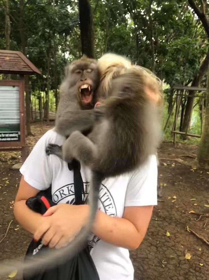 Monkey Forest In Ubud, Bali. My Girlfriend Was U Sure About Monkeys Before The Photo