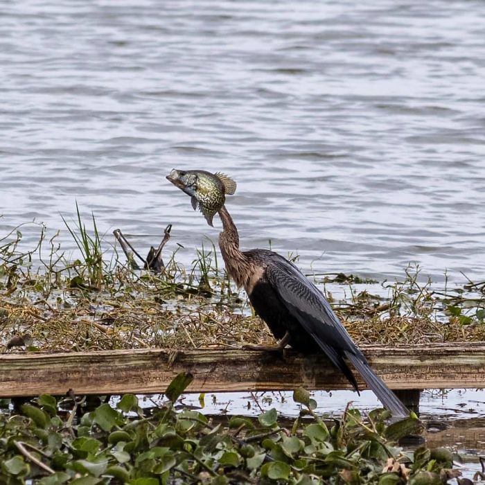 Just Your Random Bird-Fish