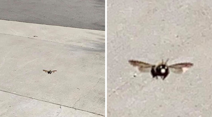 Noticed A Carpenter Bee Following Me While I Was Doing Yard Work Today, So I Decided To Take A Picture