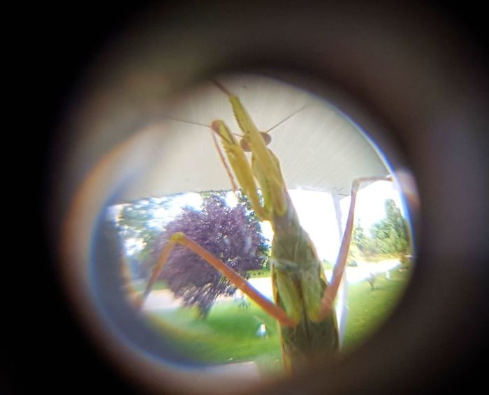 It's That Crazy Door To Door Salesman Again