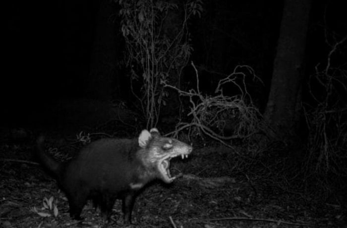 Needs A Cuddle, Whatever It Is