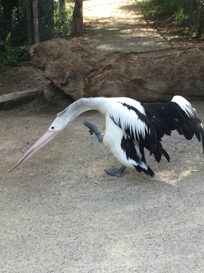 He Was Nicely Posing About A Second Before I Took The Pic... Arsehole!