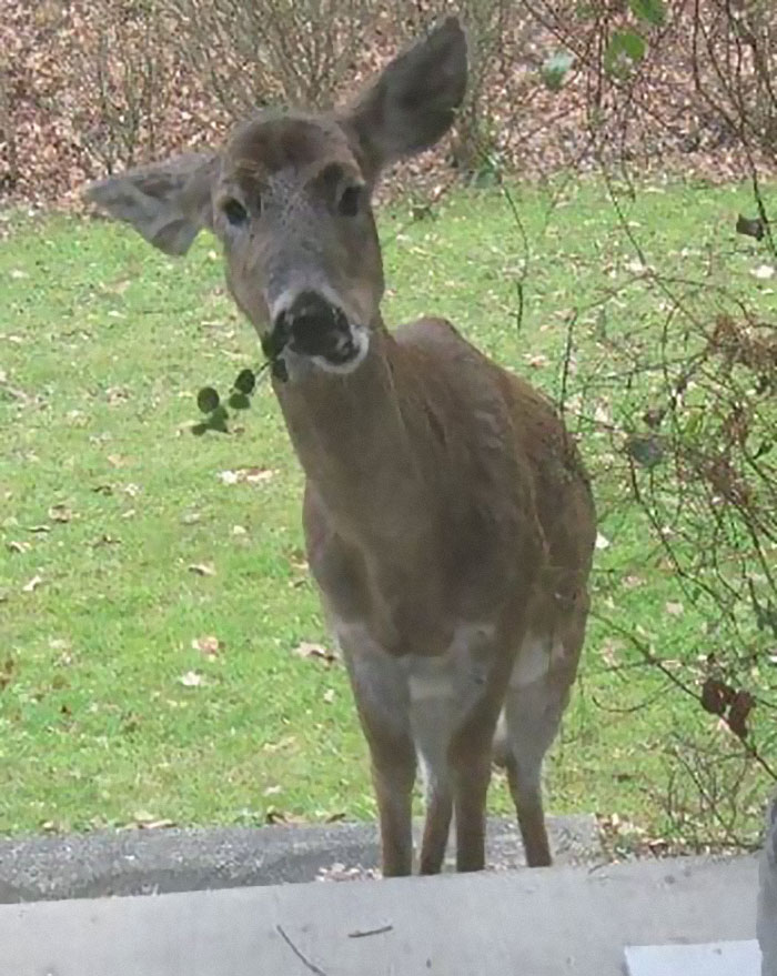 I Just Wanted A Cute Pic Of The Deer That Visited My Moms Porch. Well, This Is What I Got