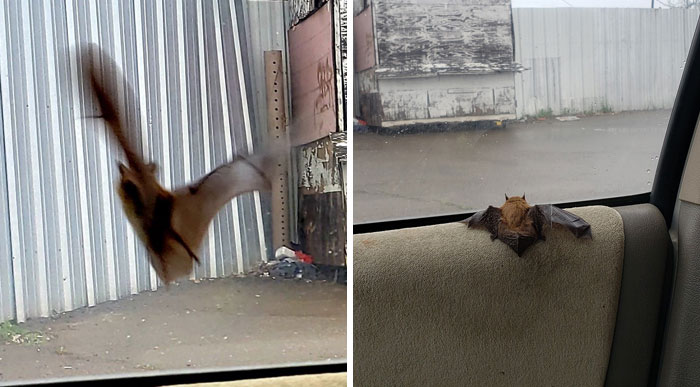 This Little Fella Decided To Hitch A Ride In My Jeep About A Month Ago, All The Way From The Foothills Of The Sierras, Then Made Itself Evident In Stockton, Calif. USA. Damn Near Soiled My Britches While Driving