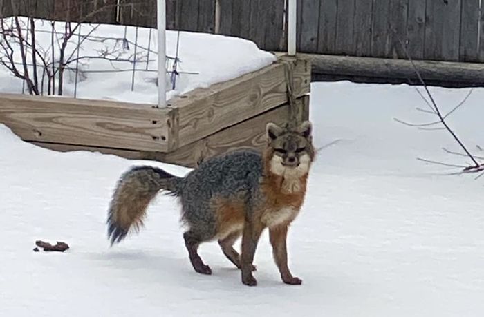A Fox Crapping On My Dad’s Pool. Does This Count?