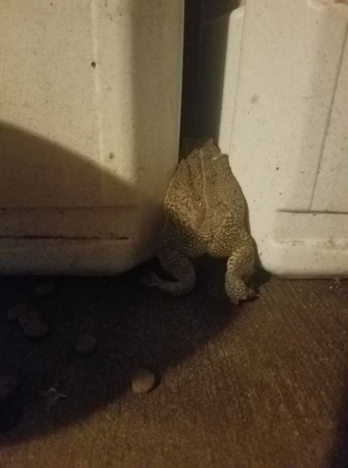 Crap Wildlife Photography