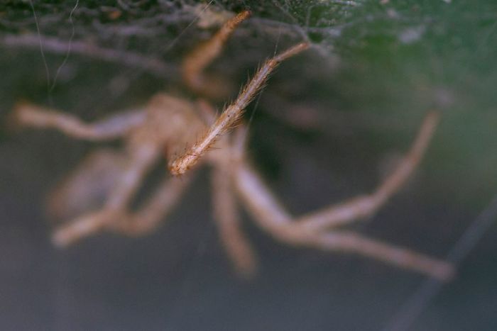 Bought A $2,500 Camera And A $1,400 Macro Lens To Photograph Spiders. Got This